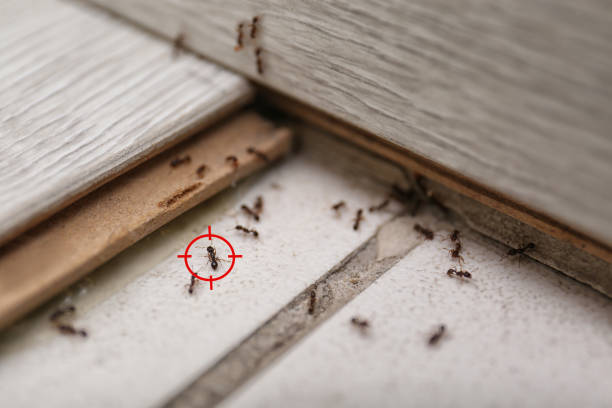 Best Pest Removal Services  in Merryville, LA
