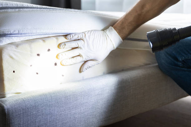 Best Cockroach Control Services  in Merryville, LA