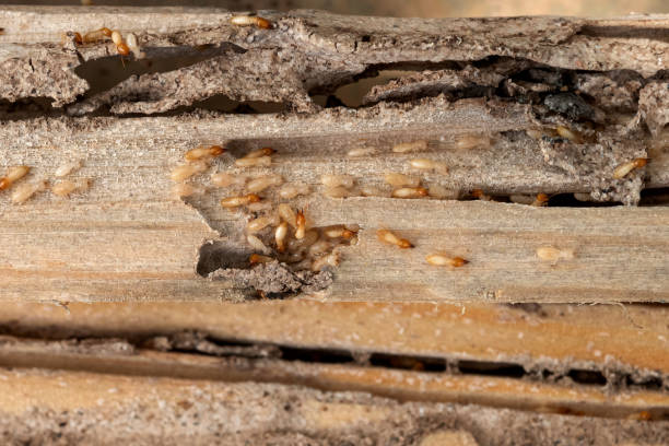 Best Spider Control Near Me  in Merryville, LA